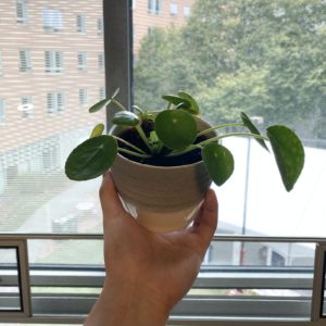 Pilea