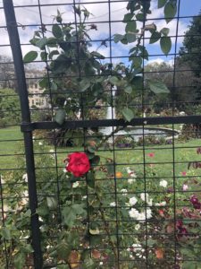 Rosegarden